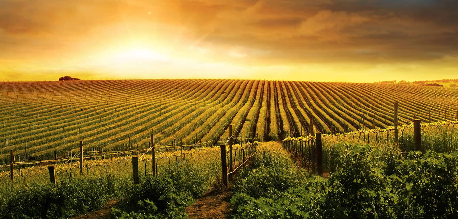 Stunning-Vineyard-Sunset-web